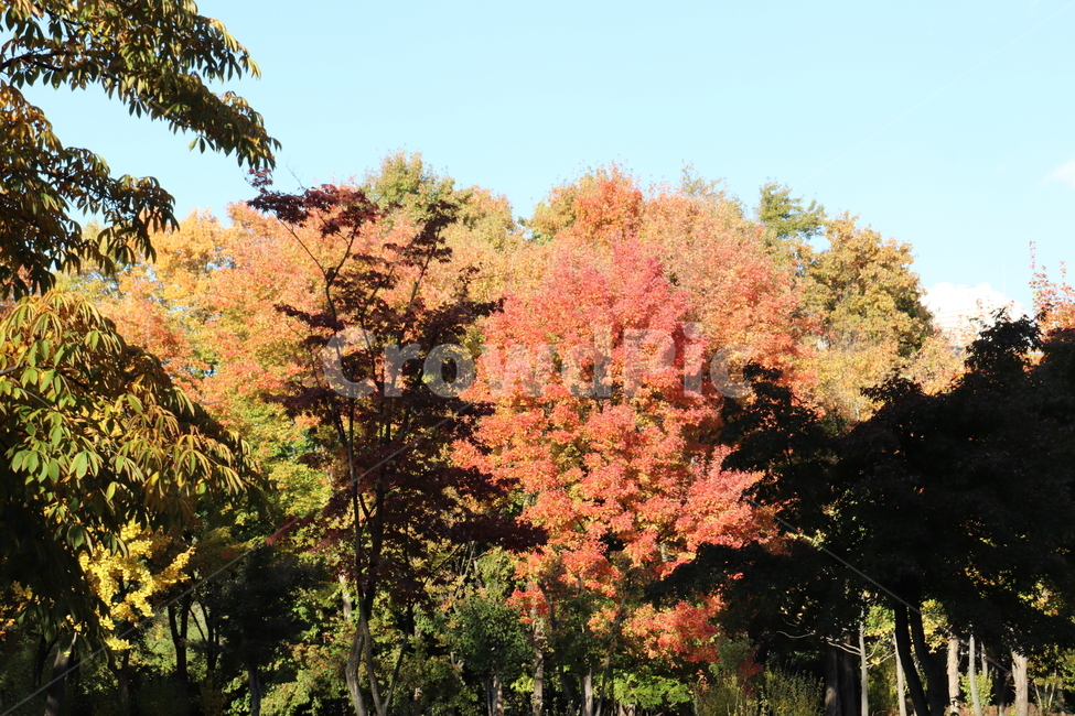 나무,가을,나뭇잎,가을나무,빨강,빨강나무,가을,계절,fall,autumn,season,tree,plant,식물,maple,단풍