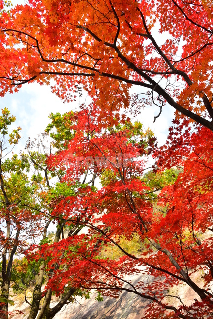 가을,단풍,자연,풍경,북한산,잎,단풍잎,붉은,나무,계절,계곡,숲,힐링,plant,fall,autumn,season,forestnature,landscape,한국자연풍경,한국자연경관,korea,tree,maple,leaf,가을,계절,fall,autumn,season,자연,풍경,nature,landscape,식물,plants,나무,trees,wood