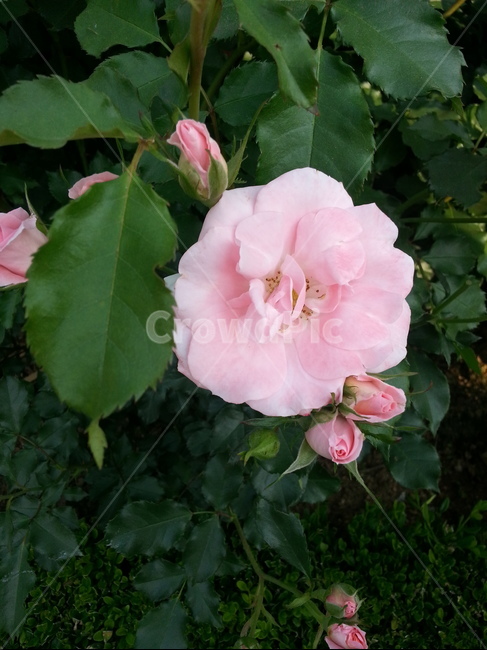 장미,플라워,장미꽃,꽃,분홍,flower,rose