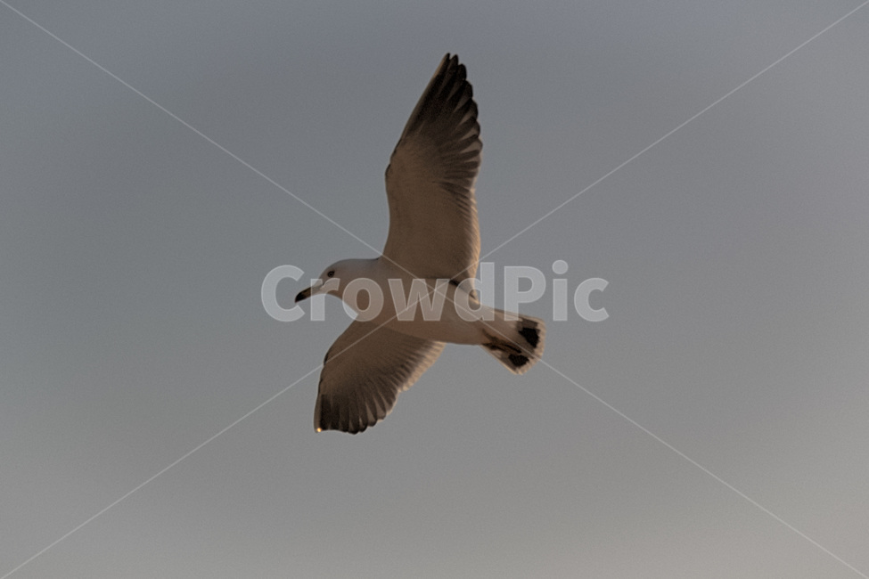 animal,동물,bird,새,비행