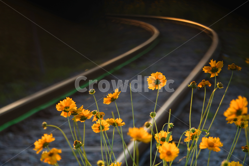꽃,철길,야생화,저녁빛,레일,자연,들꽃,식물,자연,plants,nature,꽃,flower,교통,교통수단,traffic,transportation