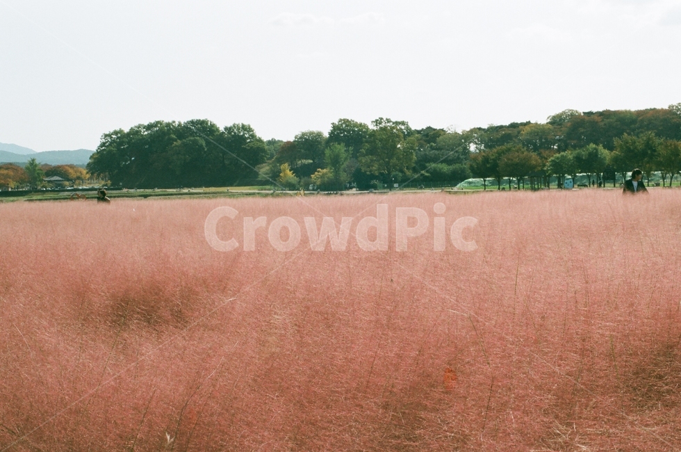 핑크뮬리,가을,경주,pinkmuhly,감성사진,필름사진,autumn