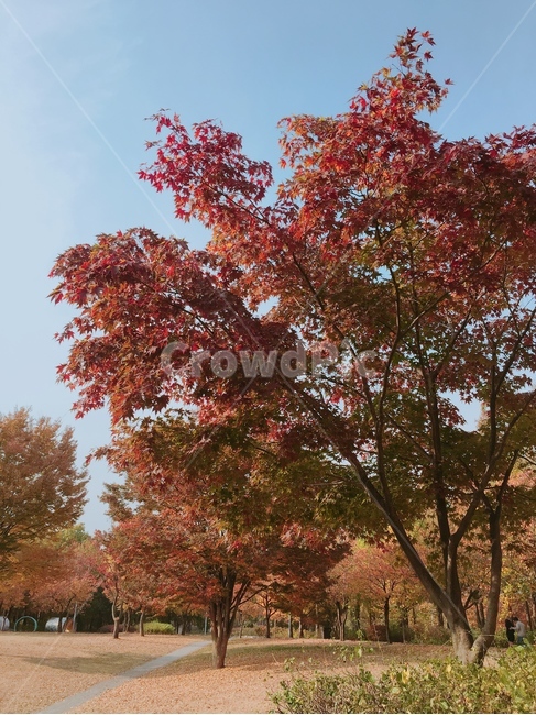 나무,tree,식물,plant,단풍,maple,공원,산책,휴일,주말