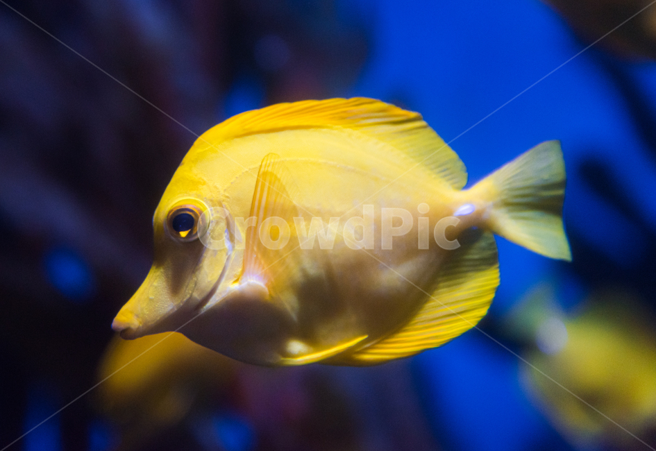 옐로우탱,탱,해수어,아쿠아리움,수족관,동물,animal,어류,물고기,fish