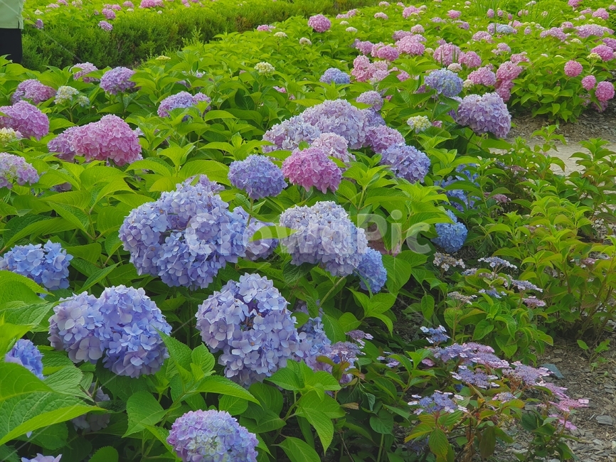 수국,수국꽃,꽃,여름꽃,hydrangea