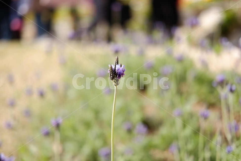꽃,라벤더,화단,꽃송이,lavender,초록,봄,여름,spring,flower,purple,보라,보라색,보라색꽃,근접,식물,자연,plants,nature,꽃,flower