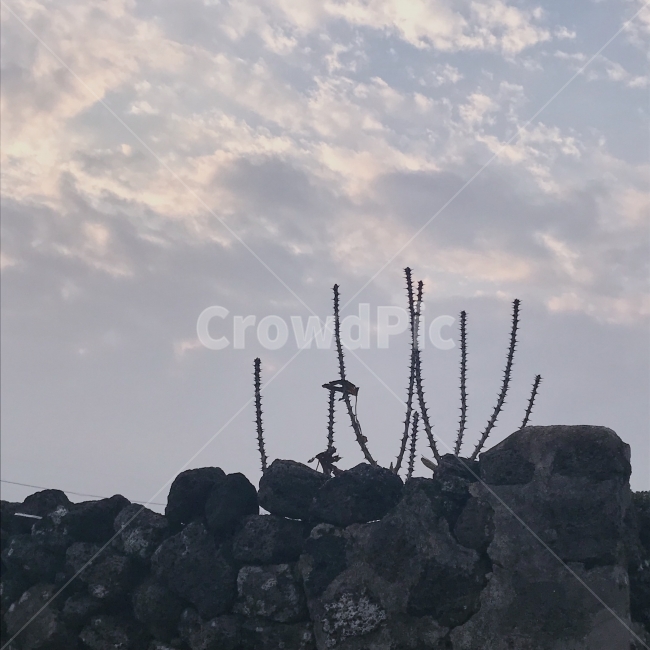 제주,하늘,풍경,겨울,돌담,제주도,여행,풍경사진,제주도,jeju,jeju island