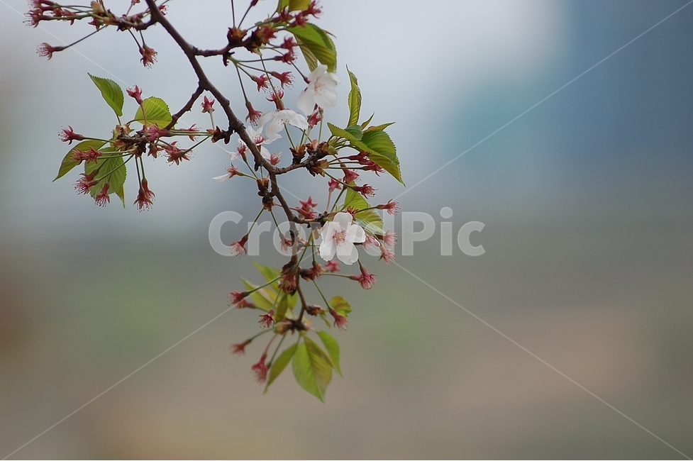 자연,봄,꽃,봄꽃,벚꽃,Nature,spring,봄,계절,spring,season,식물,자연,plants,nature,꽃,flower,leaf,잎,plant