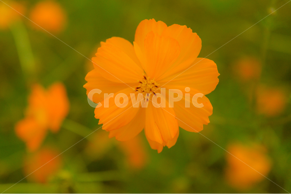 황하코스모스,코스모스,꽃,가을,주황색,풍경,식물,자연,plants,nature,꽃,flower