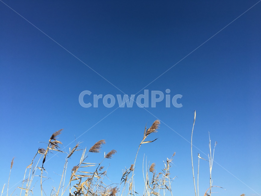 가을,하늘,갈대밭,일상,푸른,가을,계절,fall,autumn,season,식물,자연,plants,nature,grass,잔디,plant,lawn