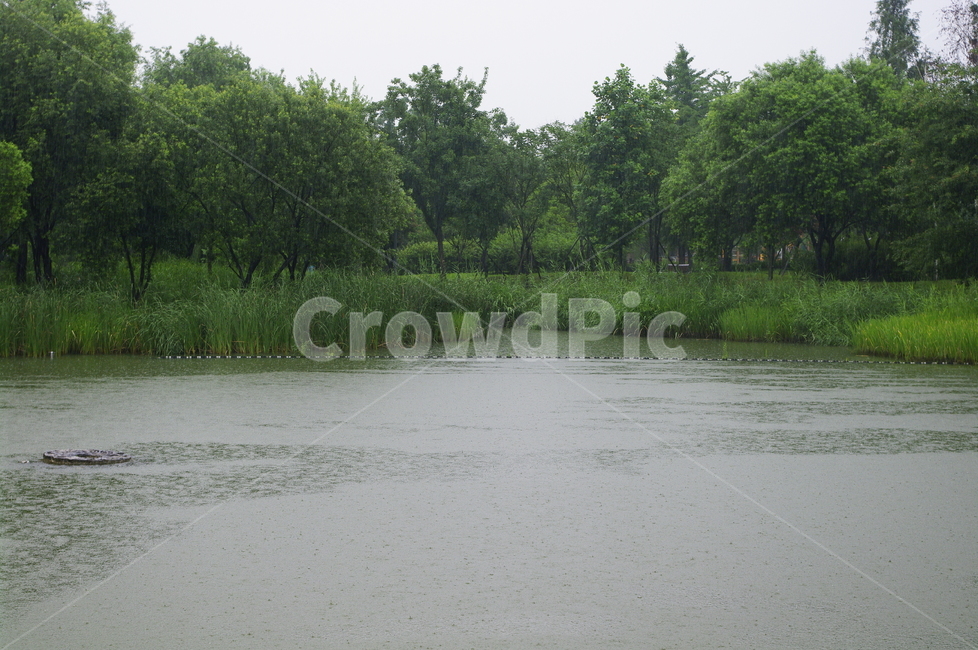 비,초록,잎,나무,식물,plant,자연,nature,연못,자연,풍경,nature,landscape,비,비오는날,rain,rainy,land,땅,outdoors,옥외,water,물