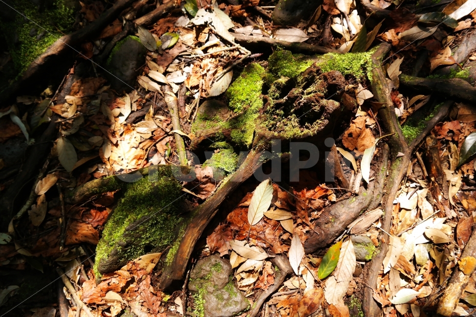 낙엽,이끼,나무뿌리,나뭇가지,고목,햇살,햇빛,그늘,식물,자연,plants,nature