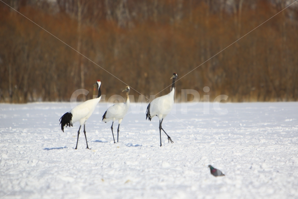 두루미,가족,홋카이도,겨울,비에이,풍경,동물,눈,겨울,계절,winter,season,동물,animal,조류,새,birds
