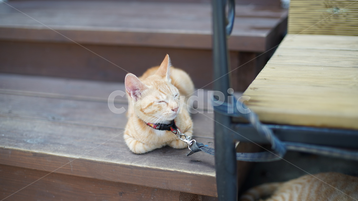고양이,고양이낮잠,반려묘,이쁜반려묘,이쁜고양이