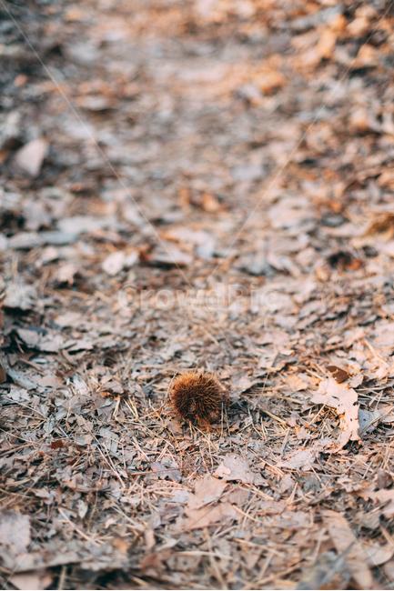 밤,밤송이,숲길,숲,낙엽,가을,배경화면,식물,자연,plants,fall,autumn,landscape,nature,korea,가을,계절,fall,autumn,season,ground,바닥