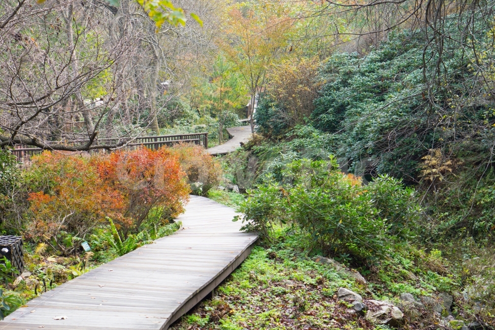 가을,단풍,가을풍경,길,분위기,나무,계절,fall,autumn,season,자연,풍경,nature,landscape,가을,계절,fall,autumn,season,자연,풍경,nature,landscape,boardwalk,산책로,building,건물,bridge,다리