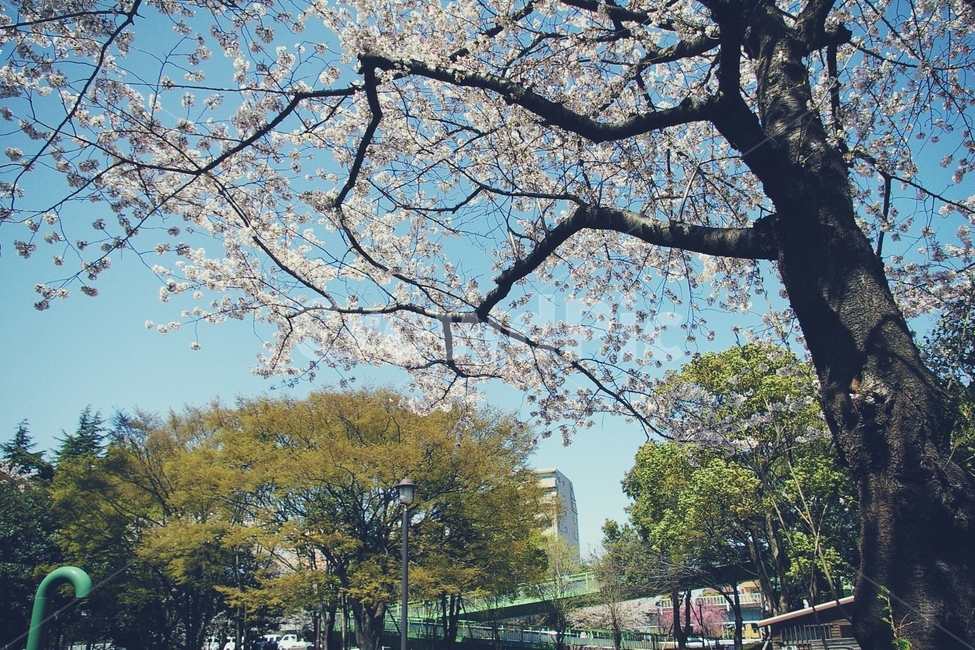 벚꽃,벚나무,cherryblossom,cherry,봄,spring,white,화이트,꽃,flower,나무,tree,봄,계절,spring,season,식물,자연,plants,nature,나무,trees,wood,감성,sensible,feeling,plant,tree trunk,나무 줄기