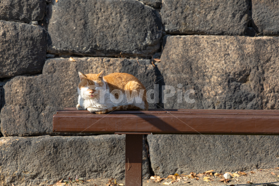 고양이,벤치,길고양이,동물,낮잠,동물,animal,포유류,mammal,고양이,cat,kitten,kitty