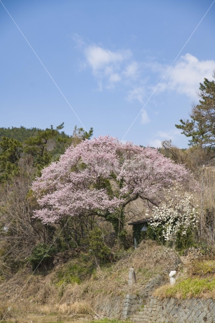 풍경,벚꽃,봄,봄꽃,시골,마을,다랭이마을,자연,풍경,nature,landscape,봄,계절,spring,season,plant,식물