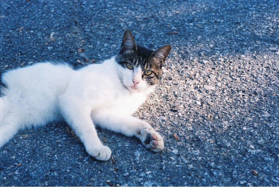 고양이,아스팔트,발바닥,햇빛,집사,동물,animal,포유류,mammal,고양이,cat,kitten,kitty