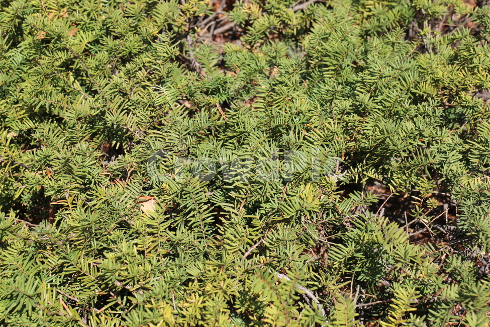 화단,식물,푸른,초록,정원,도심,공원,산책,화창한,식물,자연,plants,nature