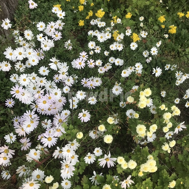 자연,꽃,flower,nature,초록