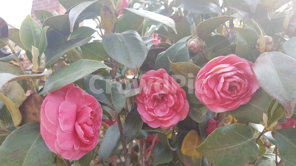 꽃,장미,봄,식물,봄꽃,식물,자연,plants,nature,꽃,flower