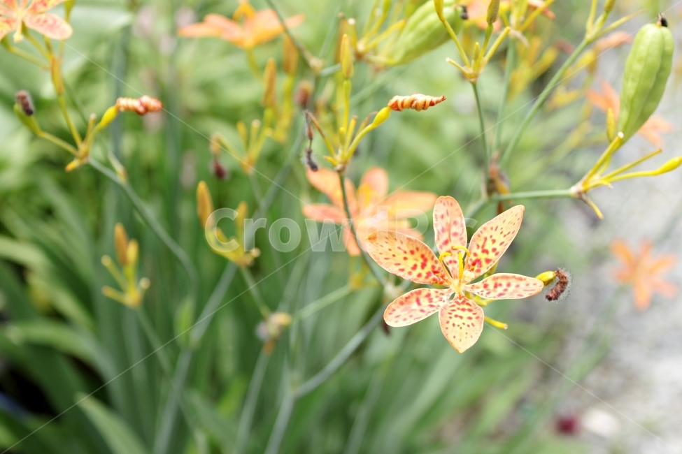 자연,꽃,풀,형형색색,감성,아웃포커싱,flower,nature,식물,자연,plants,nature,꽃,flower