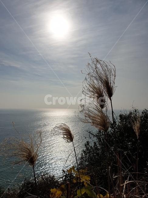 풍경,갈대,하늘,제주,제주도,바다,제주바다,자연,풍경,nature,landscape