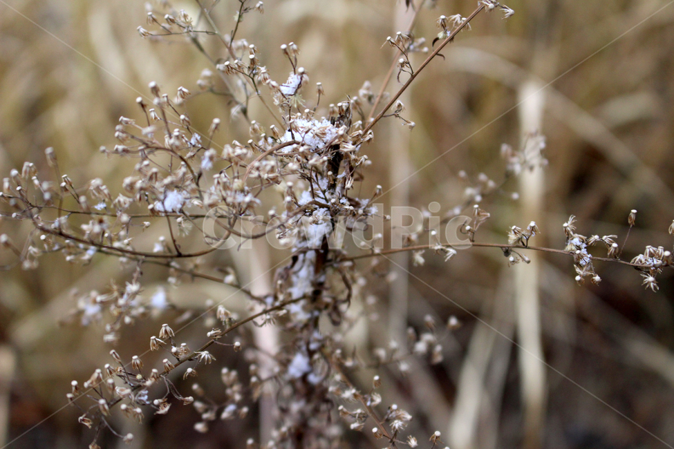 droplet,작은물방울,눈꽃,들판,겨울,갈색,겨울,계절,winter,season