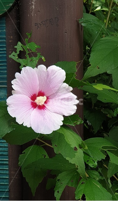 무궁화꽃,여름꽃,우리나라꽃,꽃,야생화,식물,자연,plants,nature,꽃,flower