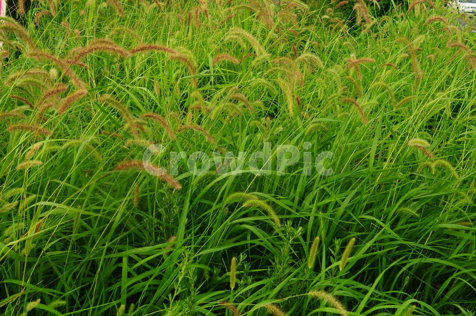강아지풀,풀,풀밭,자연,초록,식물,자연,plants,nature