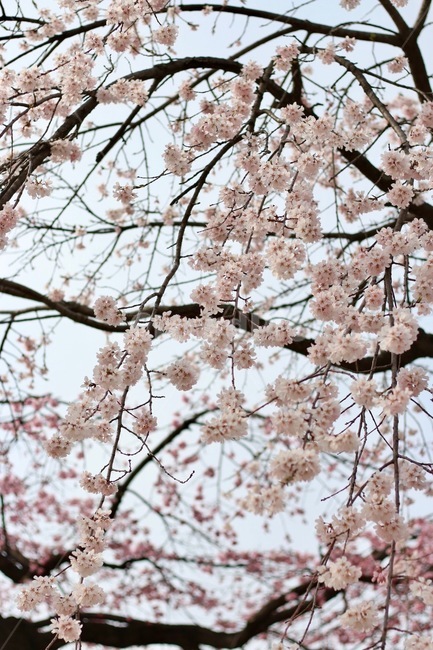 봄,꽃,나무,매화,핑크,식물,자연,plants,nature,꽃,flower