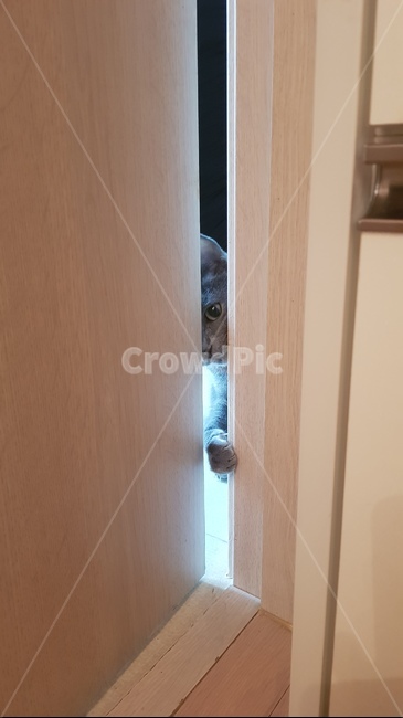 고양이,야옹,러시안블루,동물,귀여운