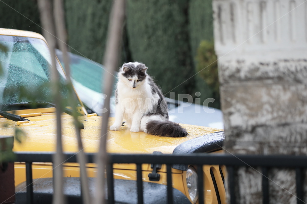 고양이,동물,집사,길양이,길고양이,차,동물,animal,포유류,mammal,고양이,cat,kitten,kitty