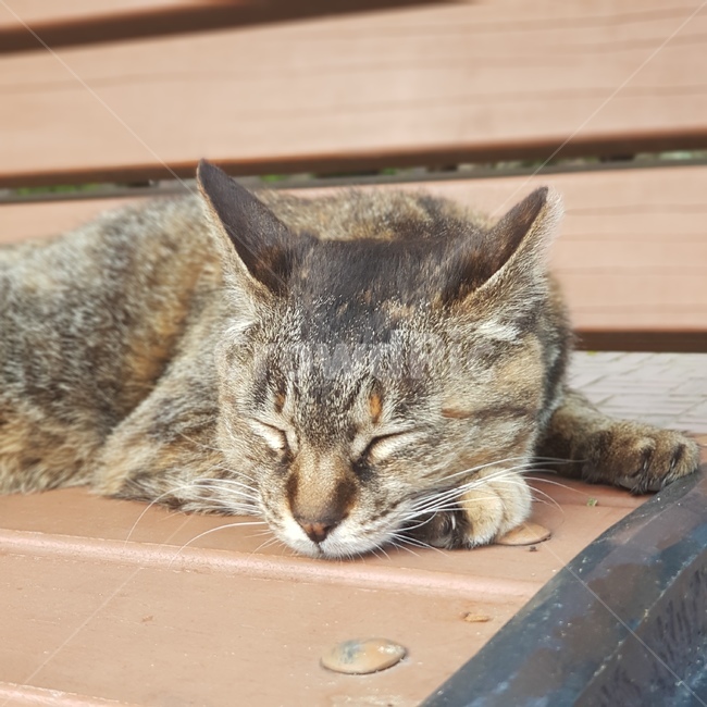 cat,고양이,길냥이,길고양이,귀여움,동물,냥이,동물,animal,포유류,mammal,고양이,cat,kitten,kitty
