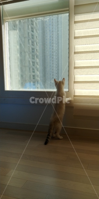 고양이,반려묘,동물,포유류,아기고양이,야옹이,냥이,새끼고양이,cat,pet,동물,animal,포유류,mammal,고양이,cat,kitten,kitty