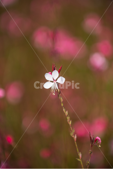 자연,풍경,꽃,꽃밭,식물,flower,꽃,flower