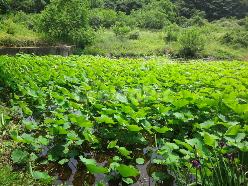 초록,자연,풍경,산책,산속,나뭇잎,풀잎,자연,풍경,nature,landscape,plant,식물,outdoors,옥외,field,들,land,땅