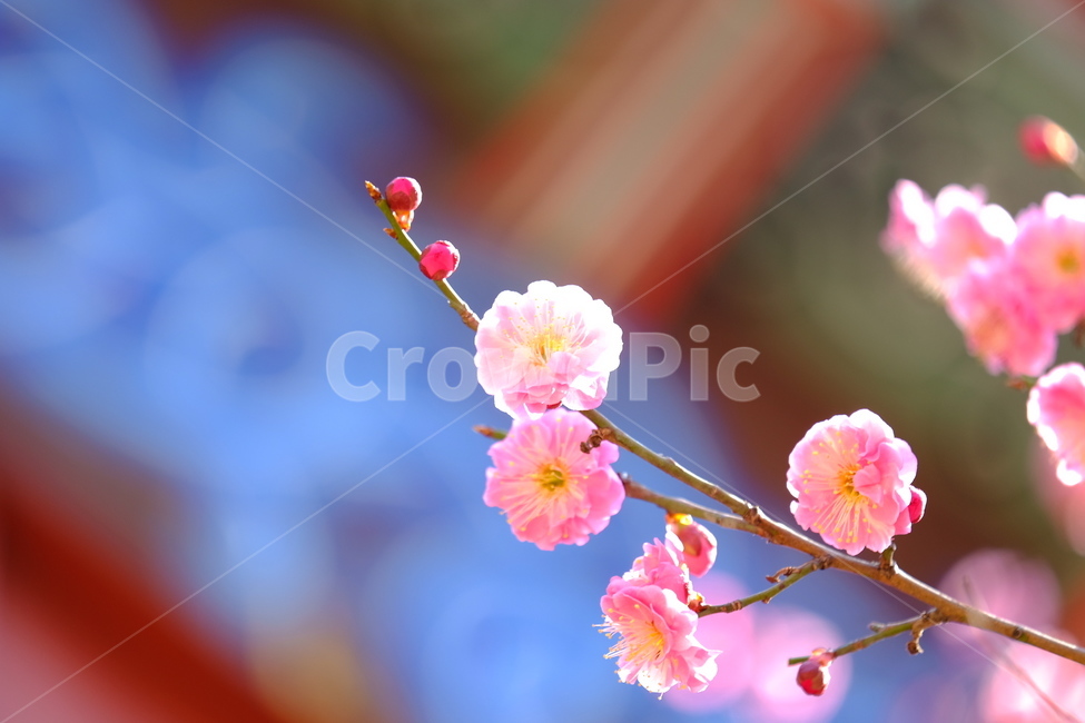plant,식물,blossom,flower,꽃,홍매화,봄,계절,spring,season,식물,자연,plants,nature,꽃,flower