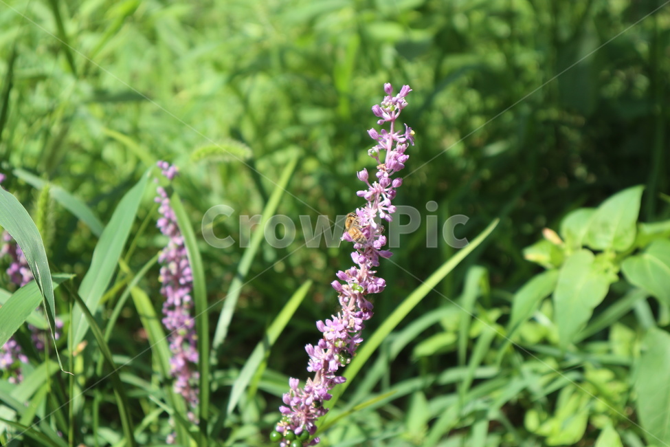 plant,벌,flower,꽃,blossom,식물,보라색,꿀벌,식물,자연,plants,nature,꽃,flower,곤충,벌레,insect,bug