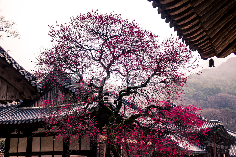 화엄사,매화,봄,구례,사찰,봄,계절,spring,season,한국전통,한국문화,korean traditional,korean culture,식물,자연,plants,nature,나무,trees,wood,종교,신앙,religion,belief,faith,건축물,건물외관,exterior,building,structure,architecture,construction,plant