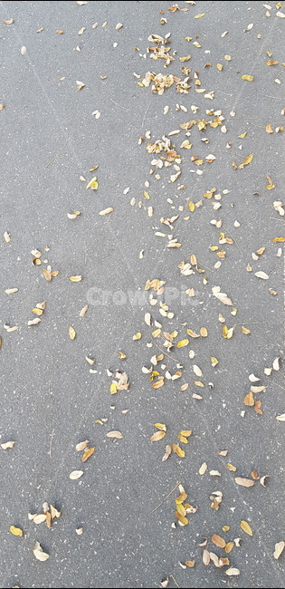 아스팔트,asphalt,leaf,도로,낙엽