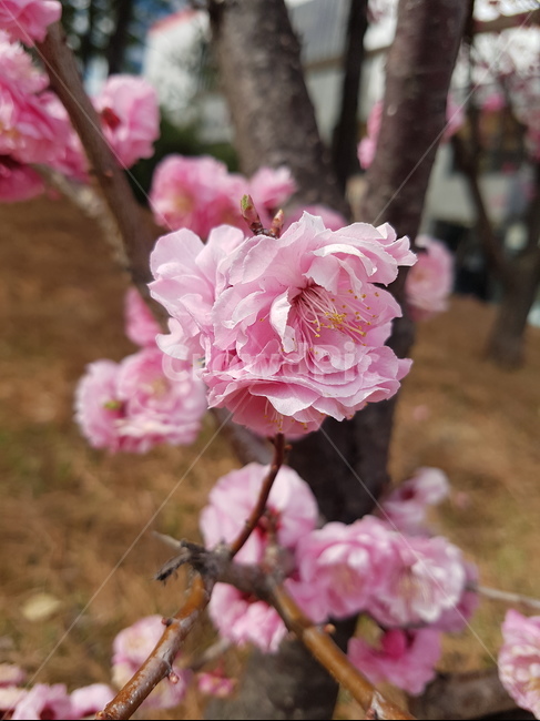 매화,홍매화,식물,봄꽃,봄,spring,봄,계절,spring,season,식물,자연,plants,nature,꽃,flower,plant,blossom,cherry blossom,벚꽃