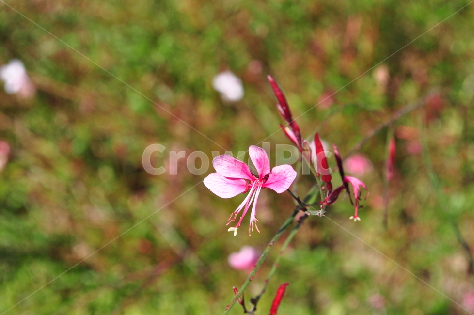 꽃,식물,자연,flower,감성,예쁜,식물,자연,plants,nature,꽃,flower