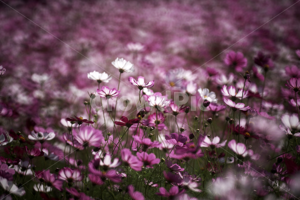 코스모스,꽃,식물,계절,가을,감성,가을,계절,fall,autumn,season,식물,자연,plants,nature,꽃,flower,geranium,제라늄,plant,blossom,petal,꽃잎
