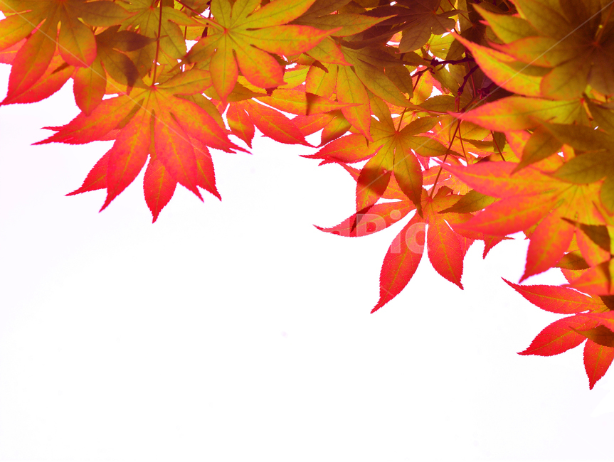 가을,단풍잎,빨강색,잎새,잎사귀,계절,시즌,배경,바탕,season,fall,autumn,가을배경,누끼,10월,11월,leaves,maple,plant,식물,단풍,background,leaf,잎,tree,나무,가을,계절,fall,autumn,season
