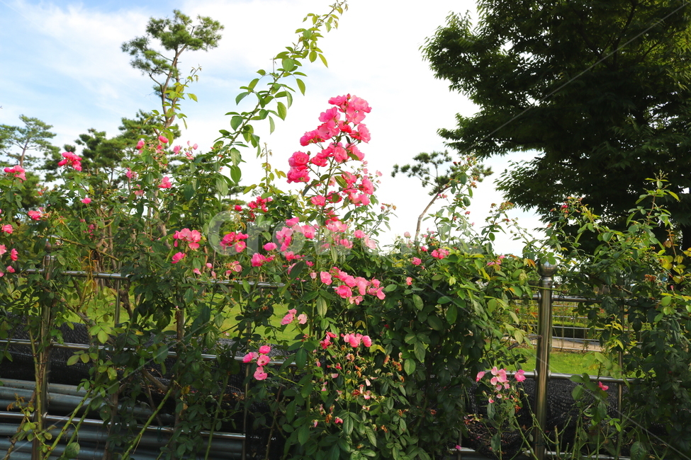 장미,장미꽃,꽃,식물,자연,분홍색장미,식물,자연,plants,nature,꽃,flower