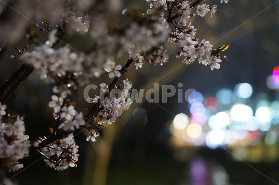 매화,야경,빛,비,우중,보케,봄,풍경,봄,계절,spring,season,야경,밤,풍경,nightscape,night,landscape,식물,자연,plants,nature,꽃,flower,plant,cherry blossom,벚꽃,blossom