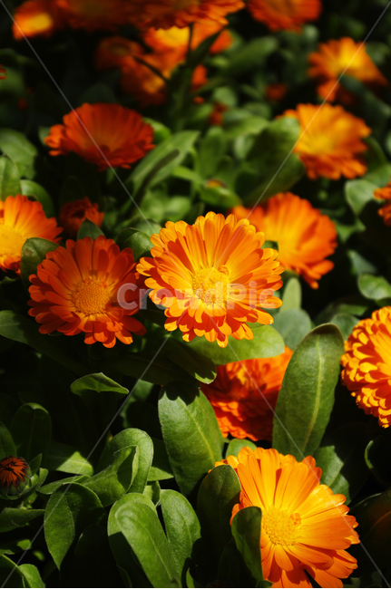 금잔화,식물,plant,자연,nature,꽃,flower,계절,봄,spring,식물,자연,plants,nature,꽃,flower